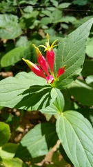 Spigelia marilandica