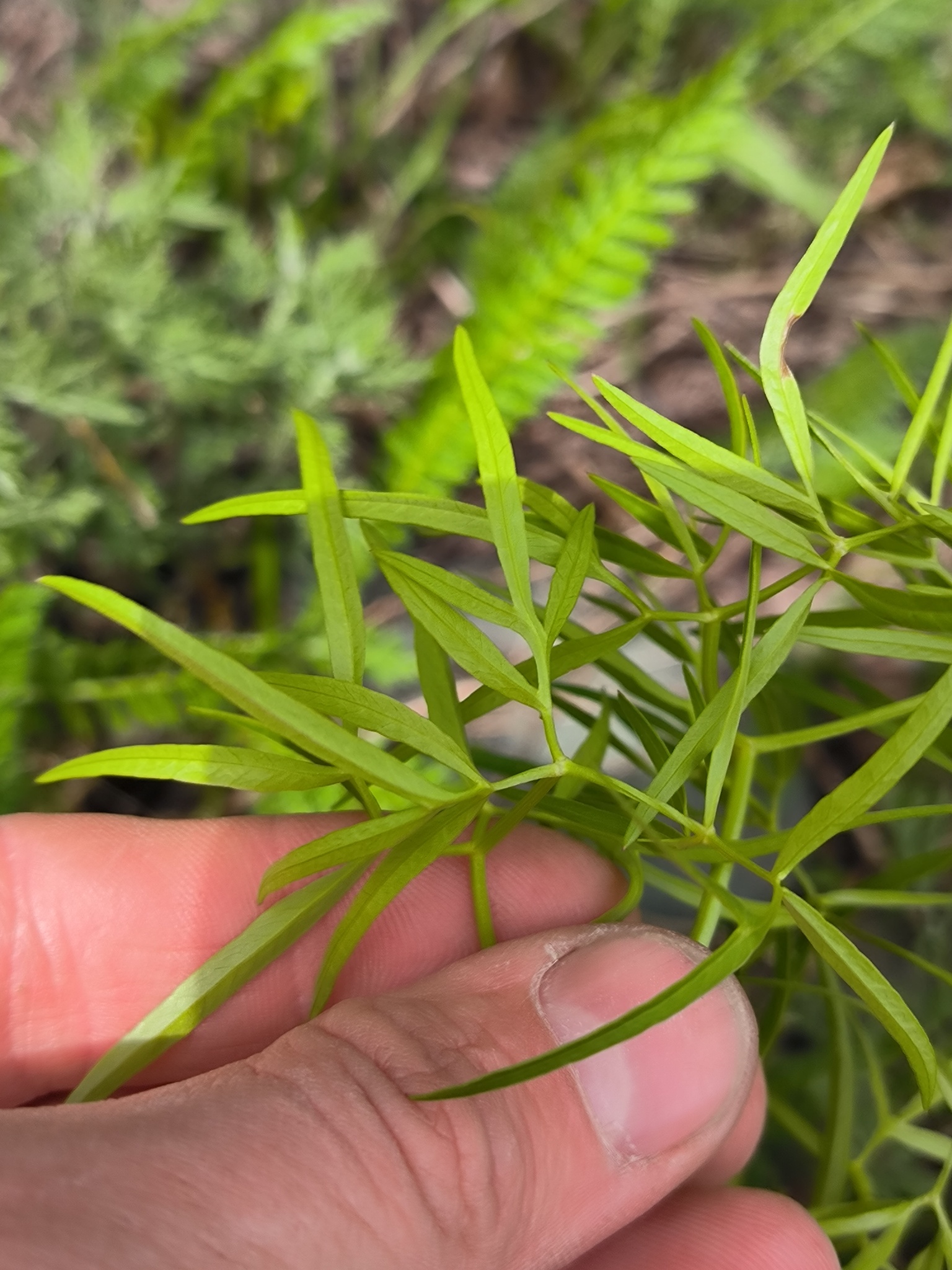 Imagem de Cenolophium fischeri não possui um nome popular amplamente reconhecido no Brasil