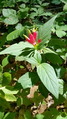 Spigelia marilandica