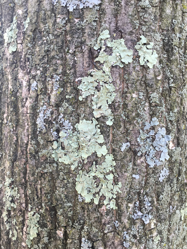 photo of Shield Lichens And Allies (Parmeliaceae)