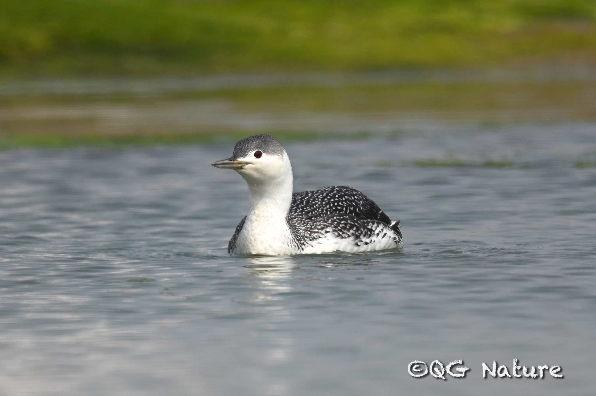 Red-throated Loon