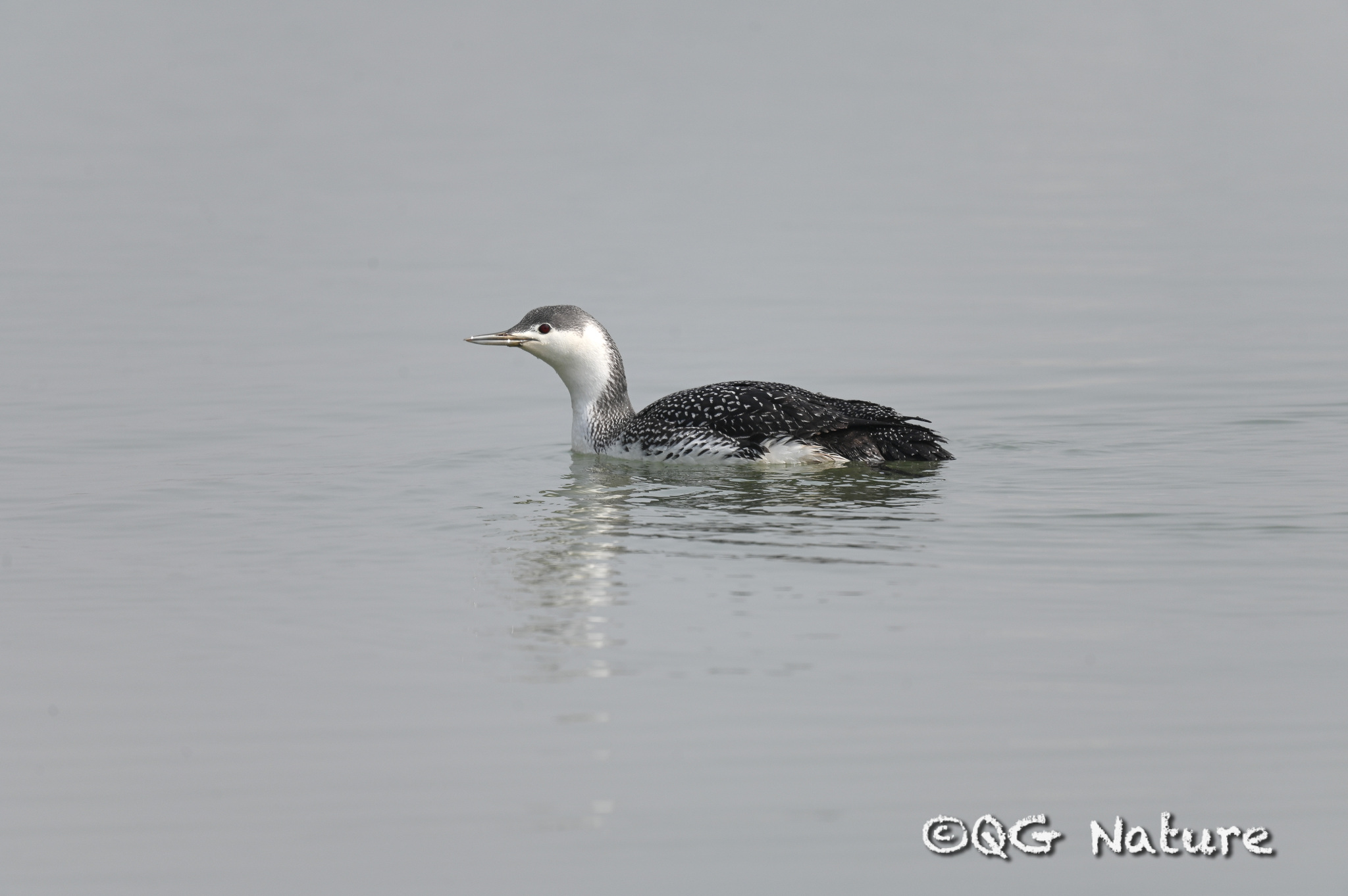 Red-throated Loon