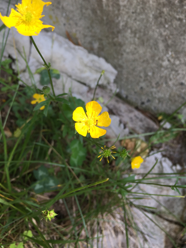 photo of Cinquefoils (Potentilla)