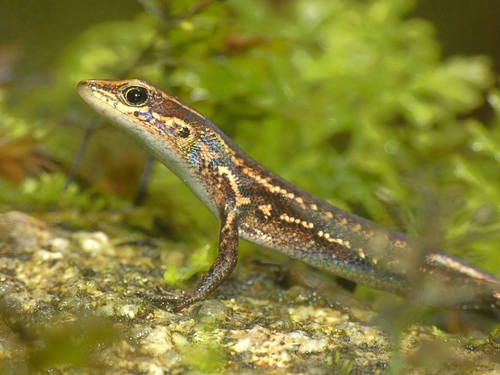 Northern Red-throated Rainbow Skink, Carlia crypta