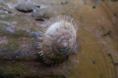 Plectotropis mackensii