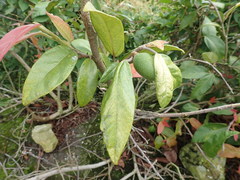 Ficus pumila awkeotsang