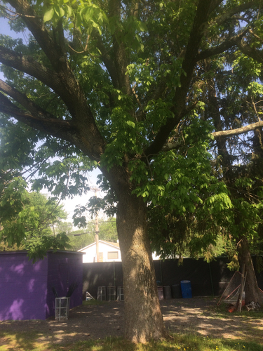 photo of Little-leaf Linden (Tilia cordata)