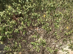 Lantana involucrata