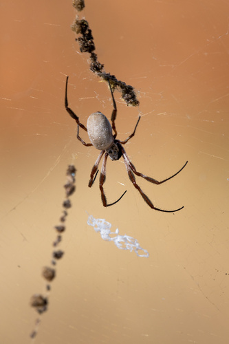 Australian Golden Orbweaver