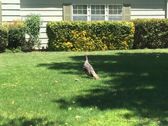 Meleagris gallopavo intermedia