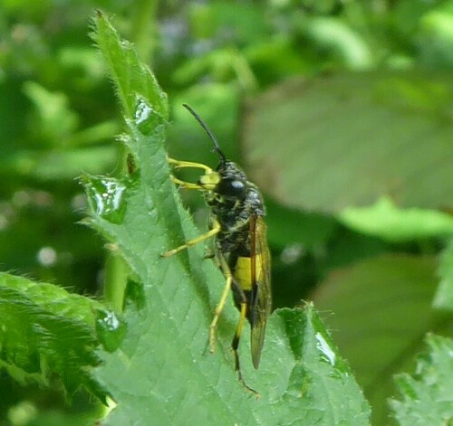 Small Yellow-girdled Tenthredo, Biervliet, Netherlands, photo 8 of 10