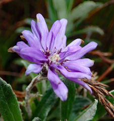 Macrolearia semidentata