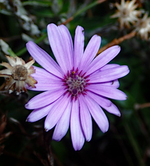 Macrolearia semidentata
