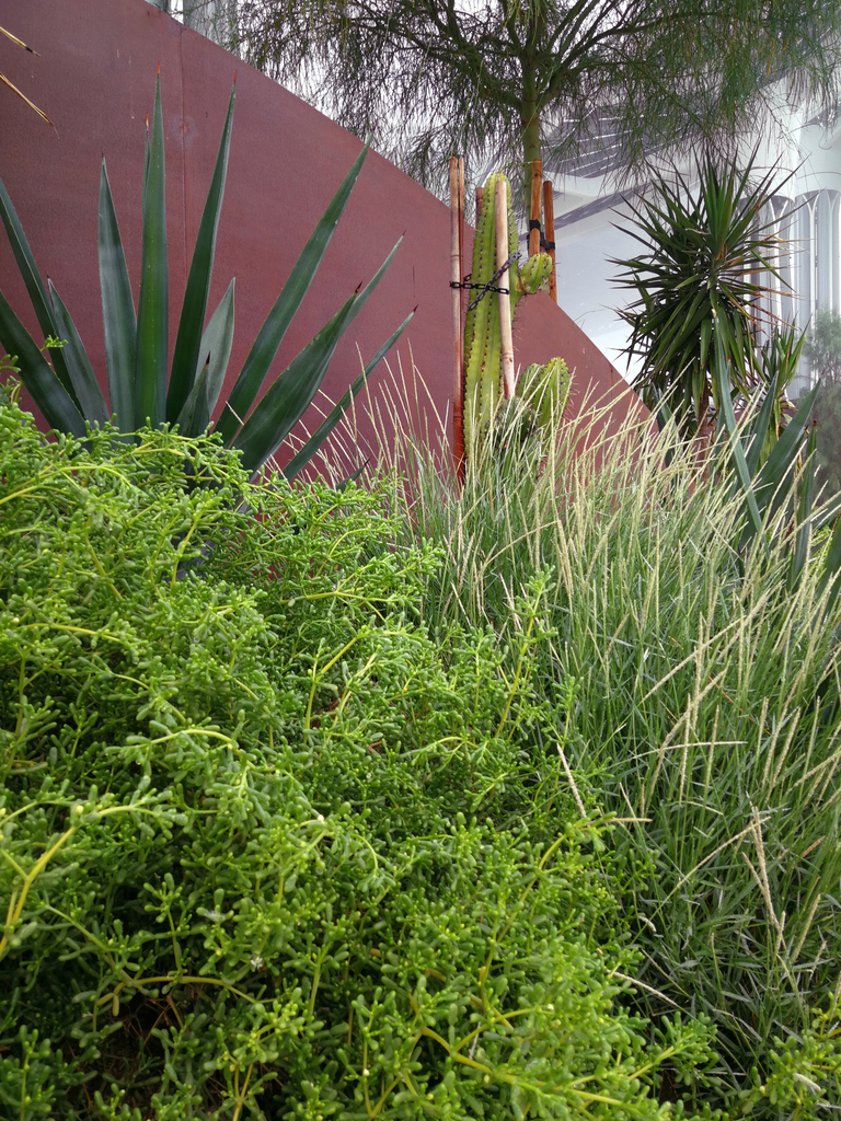 Zygophyllum mandavillei