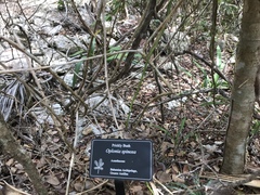Oplonia spinosa