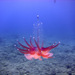 Hula Skirt Siphonophore - Photo (c) Simon Varney, some rights reserved (CC BY-NC), uploaded by Simon Varney