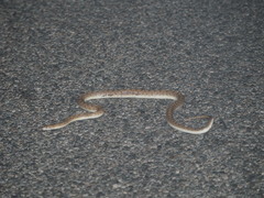 Arizona elegans eburnata