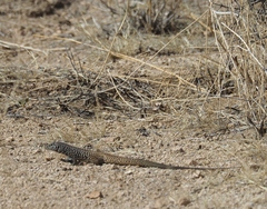 Aspidoscelis tigris tigris