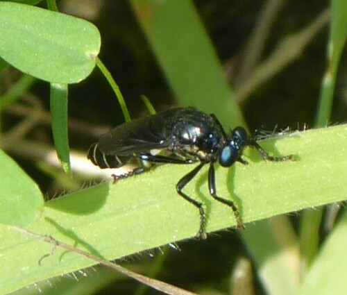 violet black-legged robber fly, Terneuzen, Netherlands, photo 8 of 10