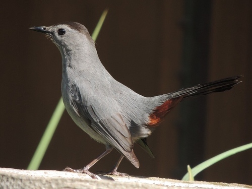 Gray Catbird
