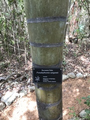 Pseudophoenix sargentii