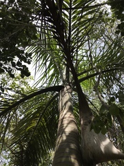 Pseudophoenix sargentii