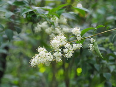Ligustrum liukiuense