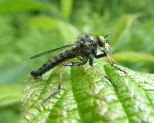 Common Awl Robber Fly, Terneuzen, Netherlands, photo 10 of 10