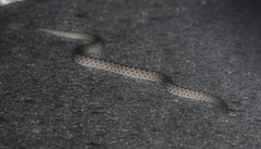 Hypsiglena chlorophaea