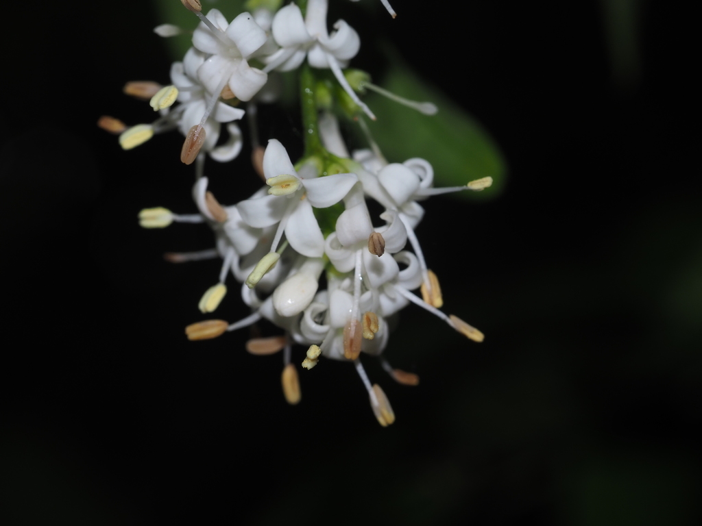 Ligustrum liukiuense