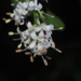Ligustrum liukiuense - Photo (c) 羅忠良,  זכויות יוצרים חלקיות (CC BY-NC), הועלה על ידי 羅忠良