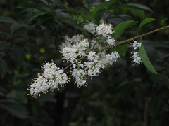 Ligustrum liukiuense