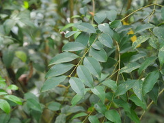 Ligustrum liukiuense