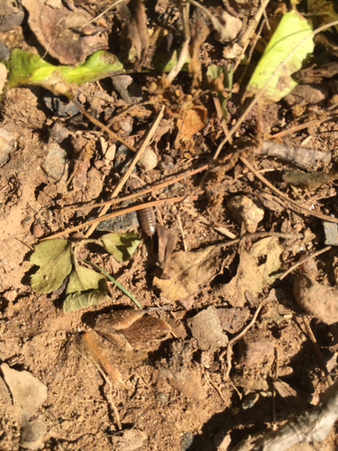 photo of Woodlice, Pillbugs, And Rock Slaters (Oniscidea)