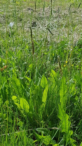 photo of Bread Wheat (Triticum aestivum)