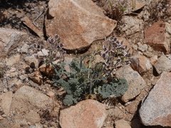 Lomatium mohavense