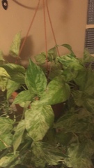 Epipremnum aureum