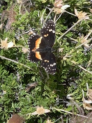 Chlosyne lacinia crocale