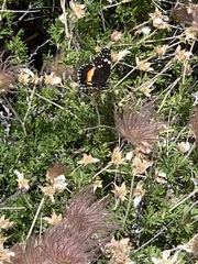 Chlosyne lacinia crocale