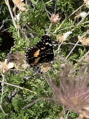 Chlosyne lacinia crocale