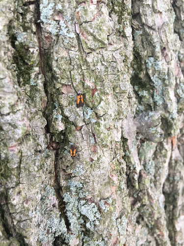 photo of Linden Bark Borer Moth (Chrysoclista linneella)