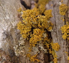 Xanthomendoza oregana