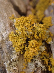 Xanthomendoza oregana