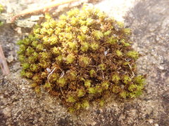 Plenogemma phyllantha