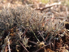 Cladonia scabriuscula