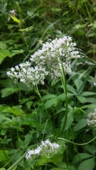 Valeriana officinalis