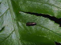 Endelus collaris kerremansi