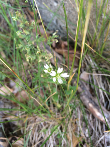 photo of Showy Baby's-breath (Gypsophila elegans)