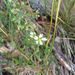 photo of Showy Baby's-breath (Gypsophila elegans)