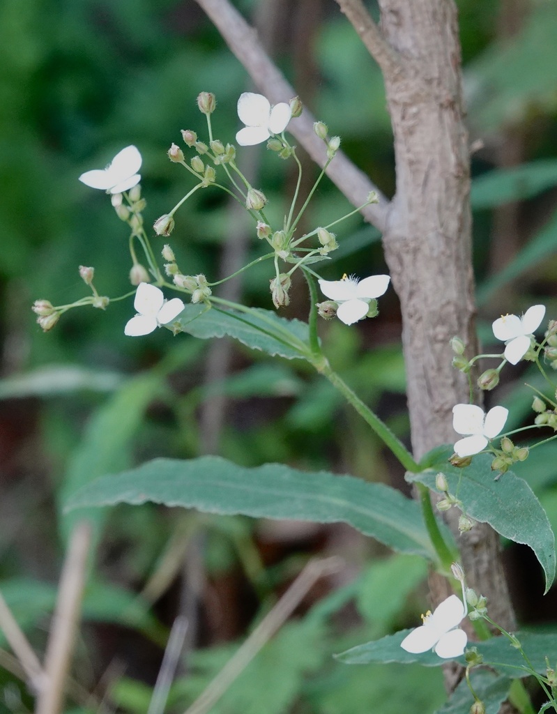 Gibasis chihuahuensis